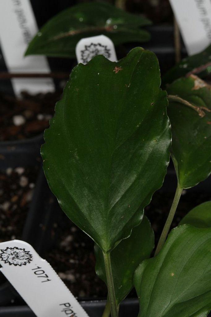 Piptospatha sp 'Tanjung Lolo' (Sumatra)