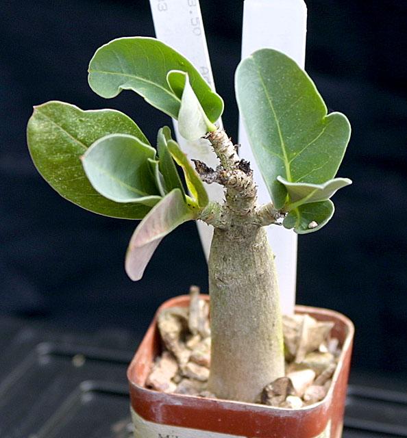 Adenium arabicum