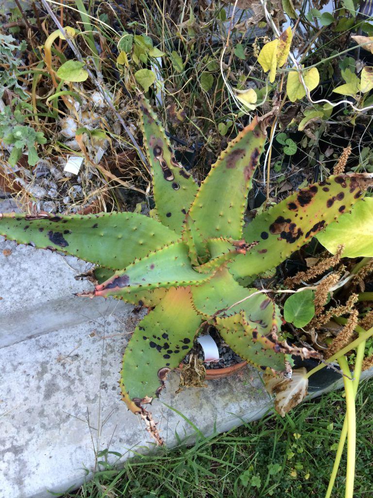 Aloe marlothii