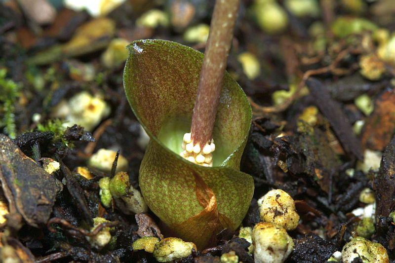 Amorphophallus obscurus