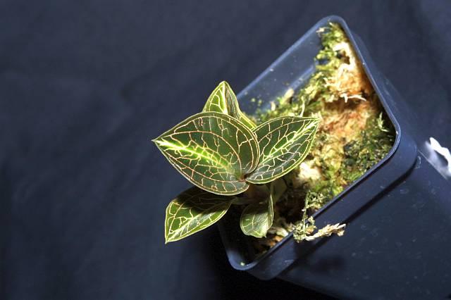 Anoectochilus roxburghii India