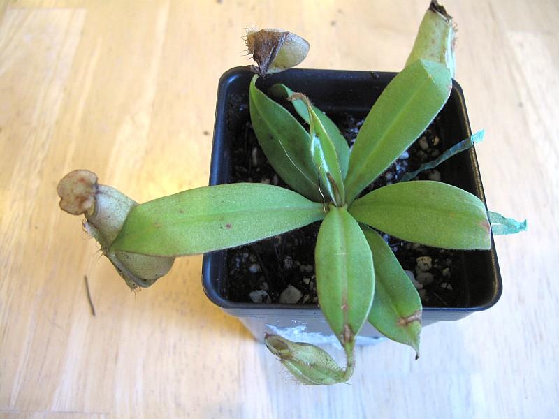 Nepenthes hirsuta