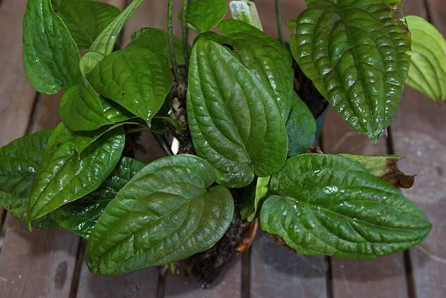 Anthurium dressleri x radicans