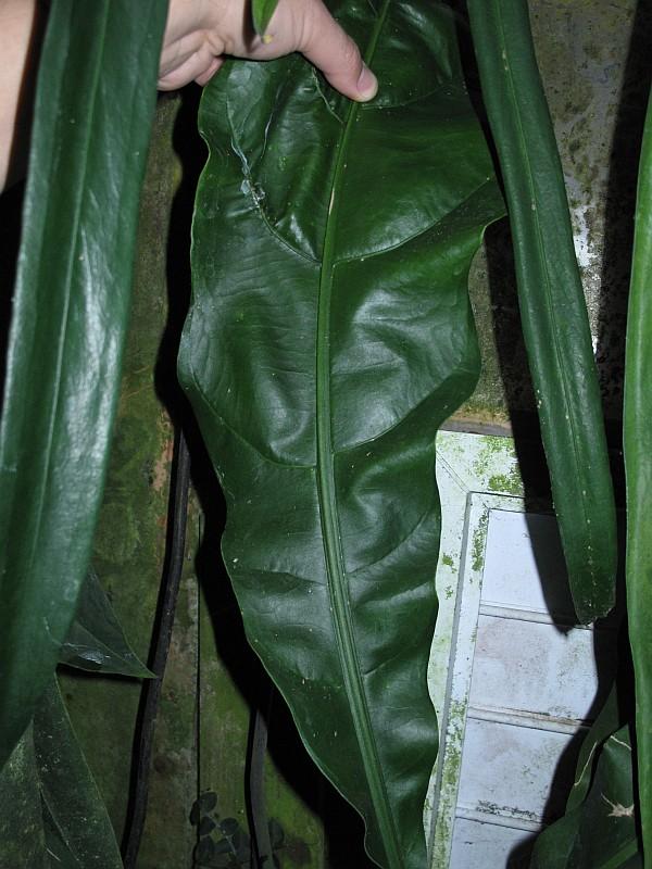 Anthurium plowmanii
