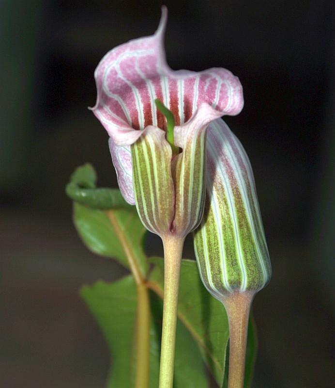 Arisaema candidissimum