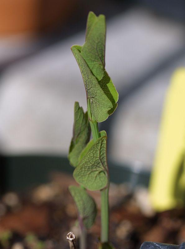 Aristolochia clematis