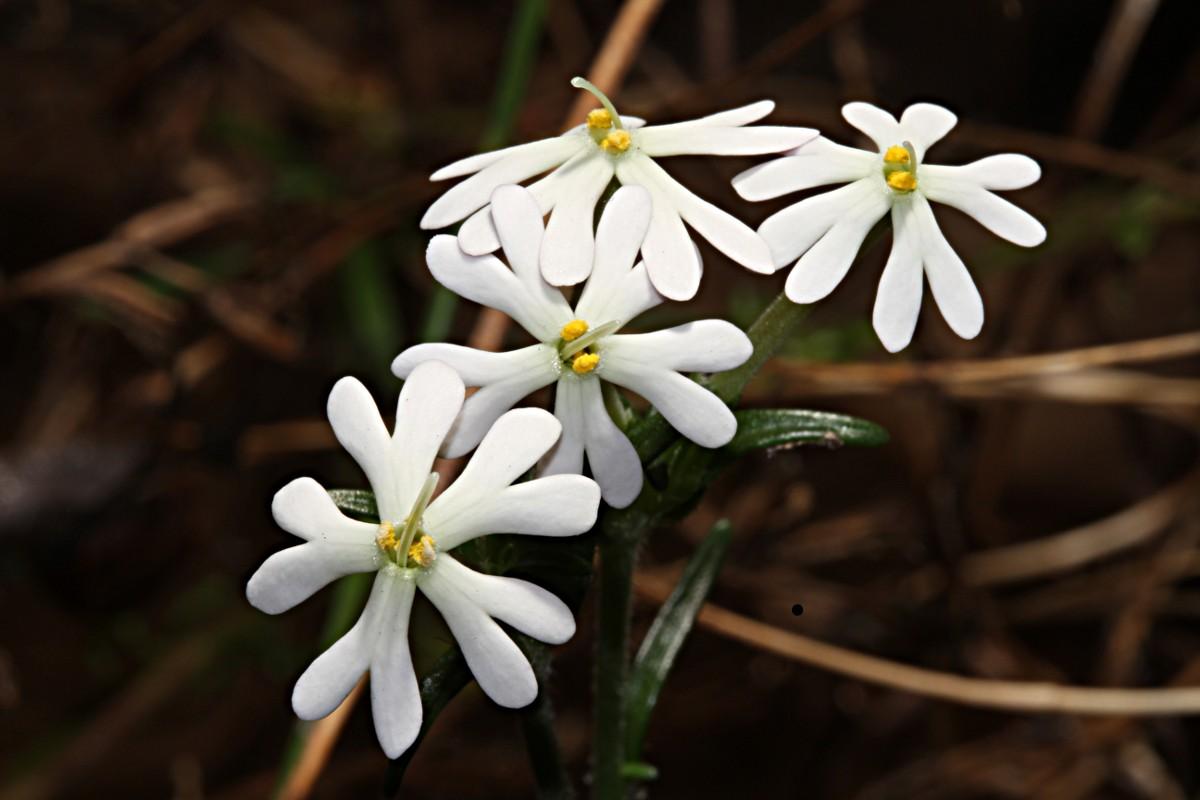 Zaluzianskya capensis