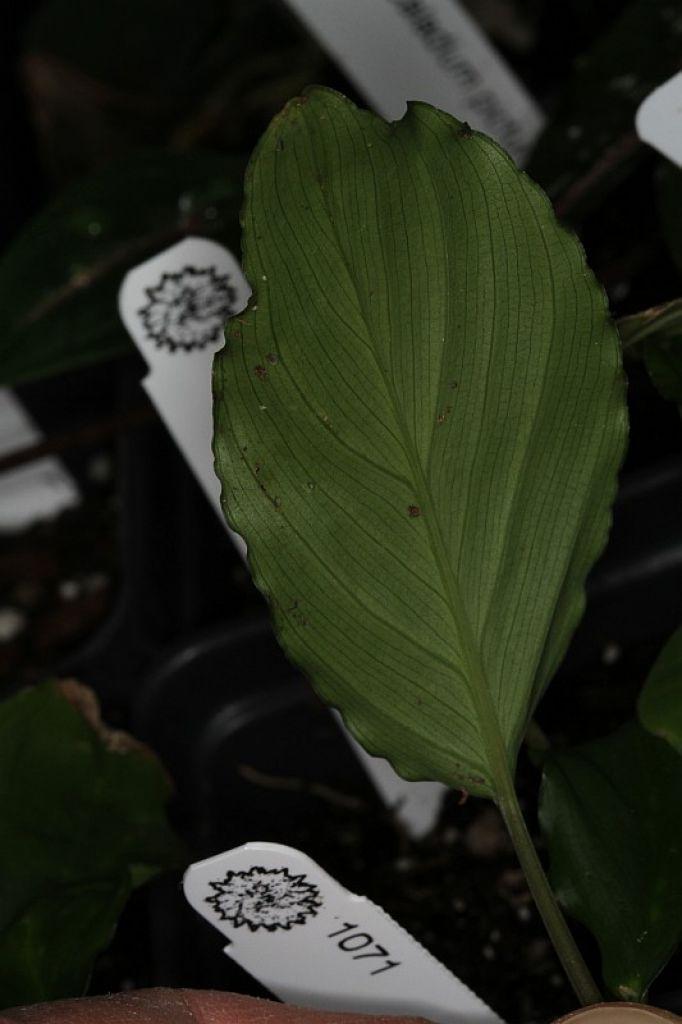 Piptospatha sp 'Tanjung Lolo' (Sumatra)