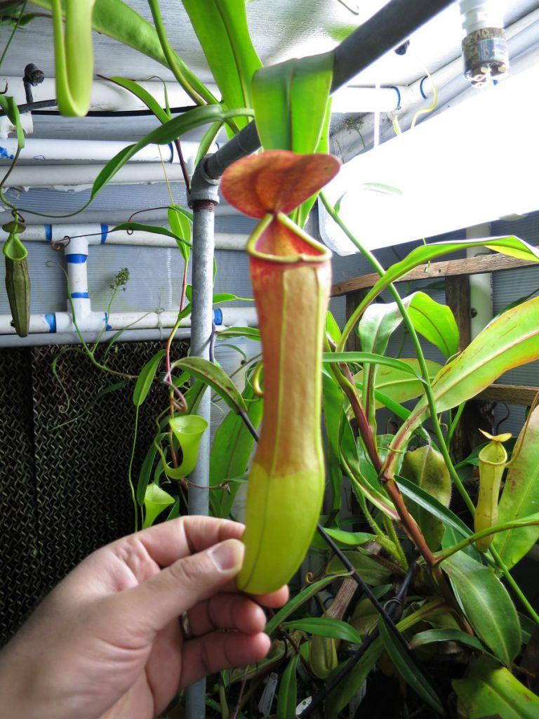 Nepenthes khasiana