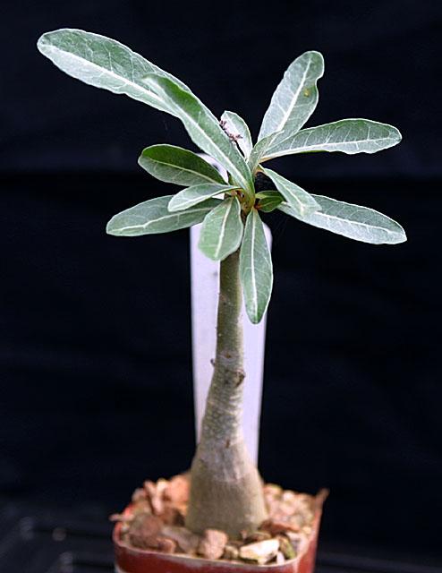 Adenium somalense