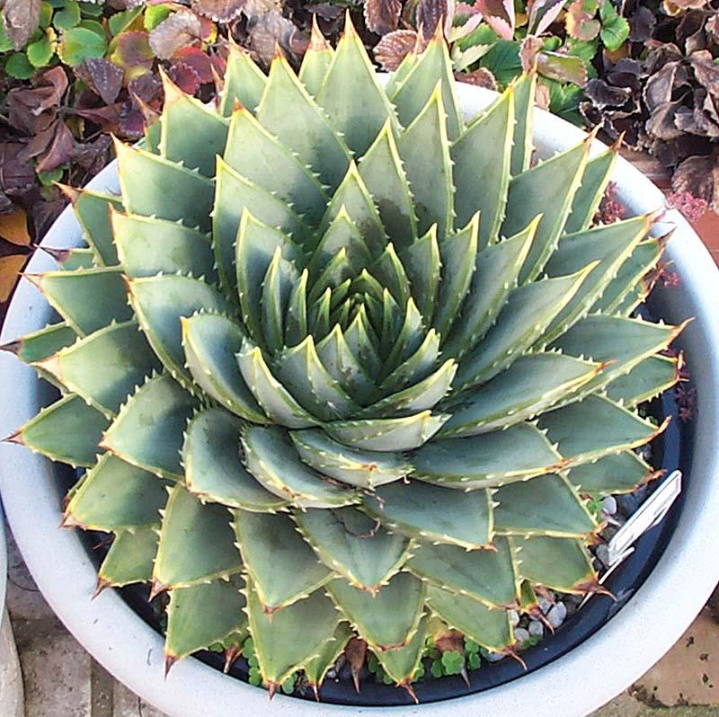 Aloe polyphylla