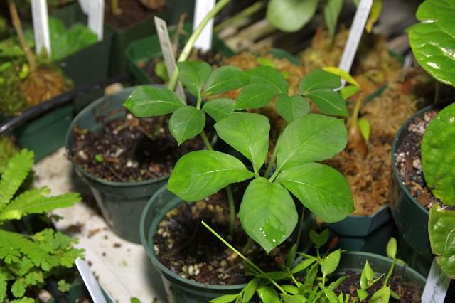 Amorphophallus obscurus