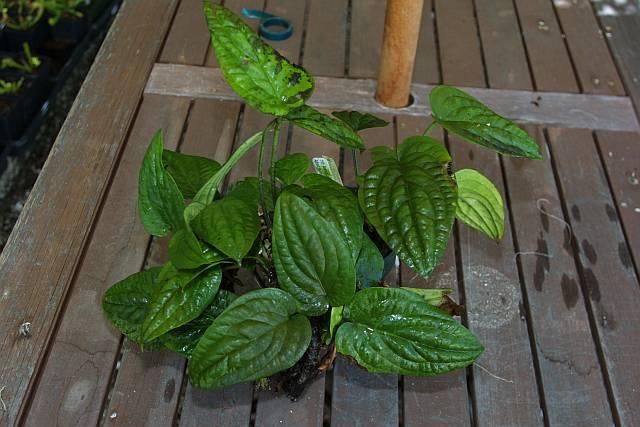 Anthurium dressleri x radicans