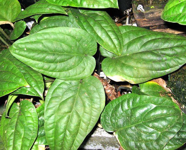 Anthurium radicans