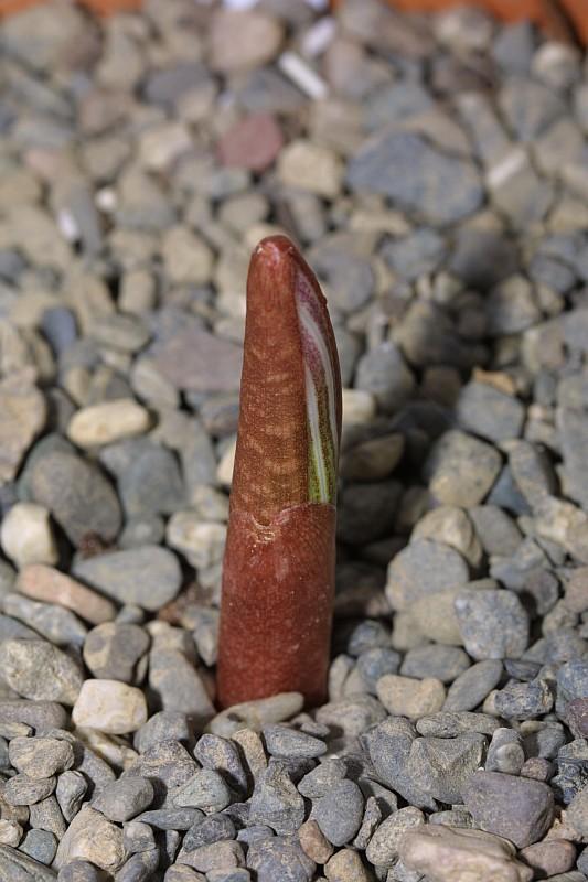 Arisaema candidissimum