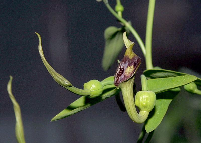 Aristolochia debilis