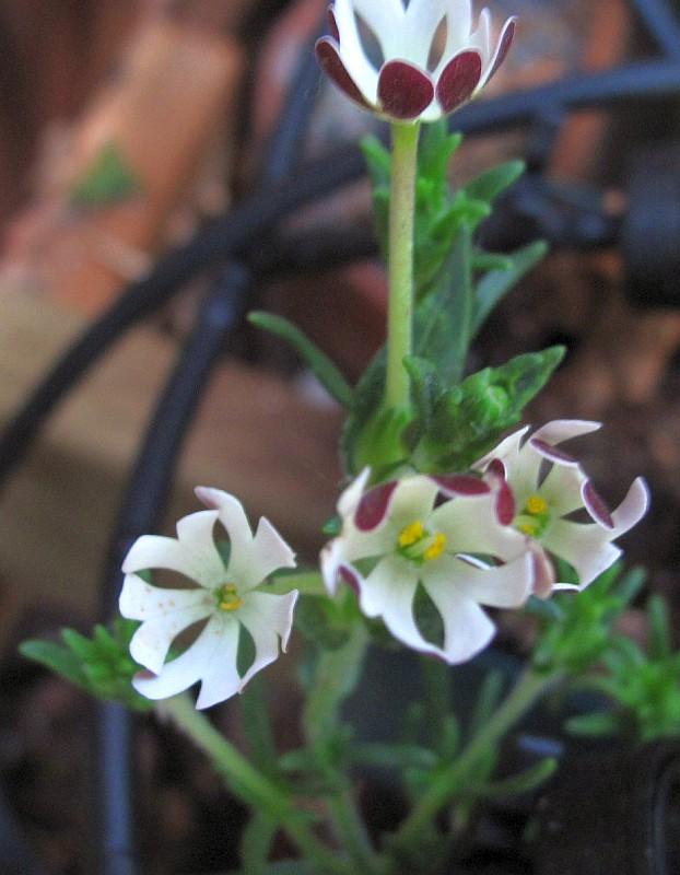 Zaluzianskya capensis
