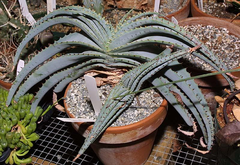 Aloe suprafoliata