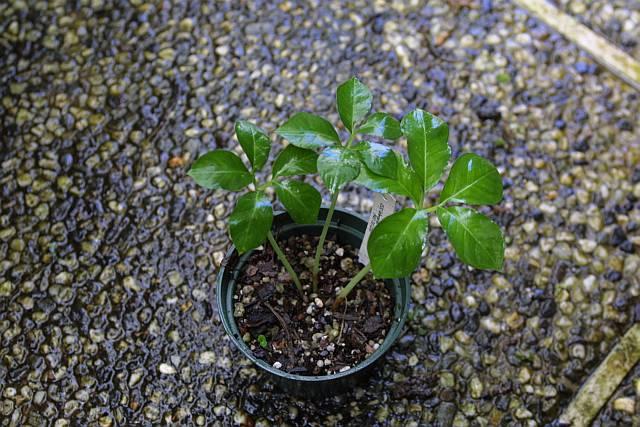 Amorphophallus obscurus