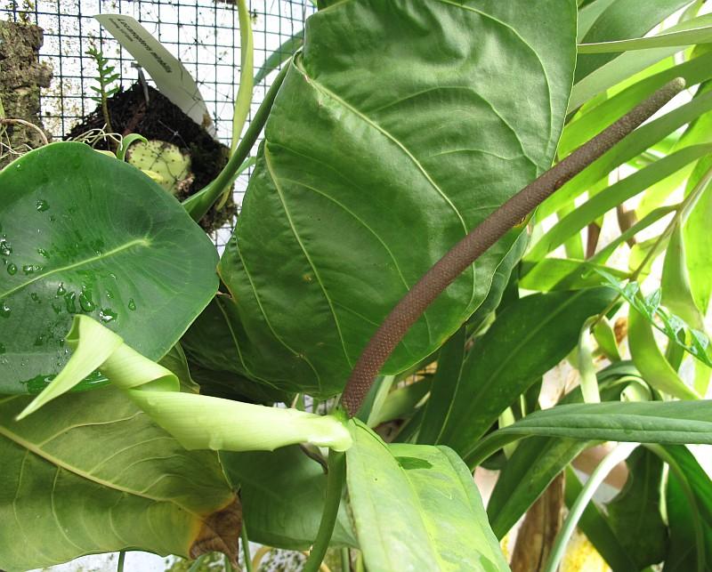 Anthurium angamarcanum
