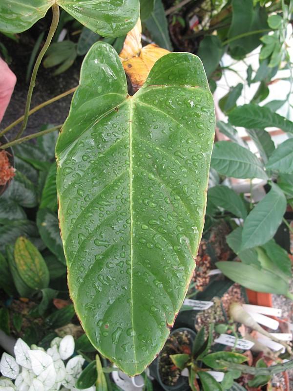 Anthurium effusispathum