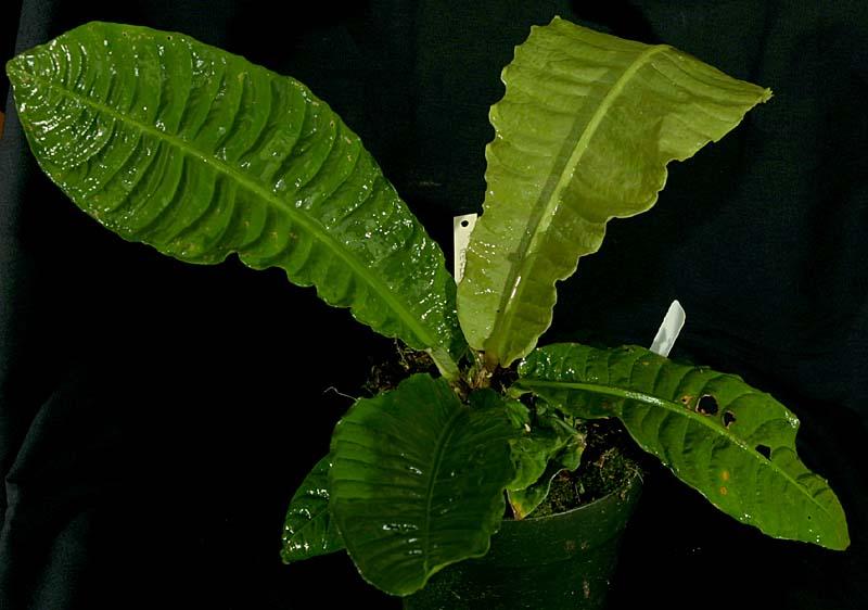 Anthurium reflexinervum