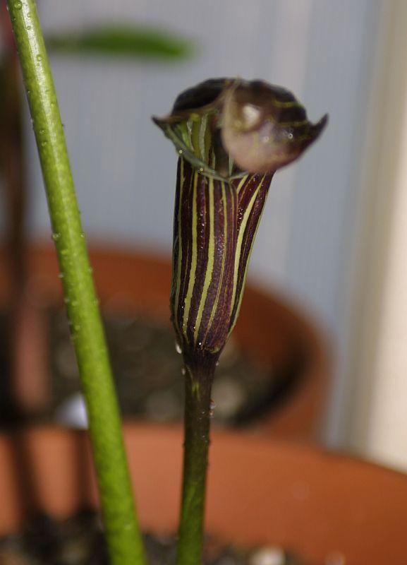 Arisaema griffithii var. pradhani