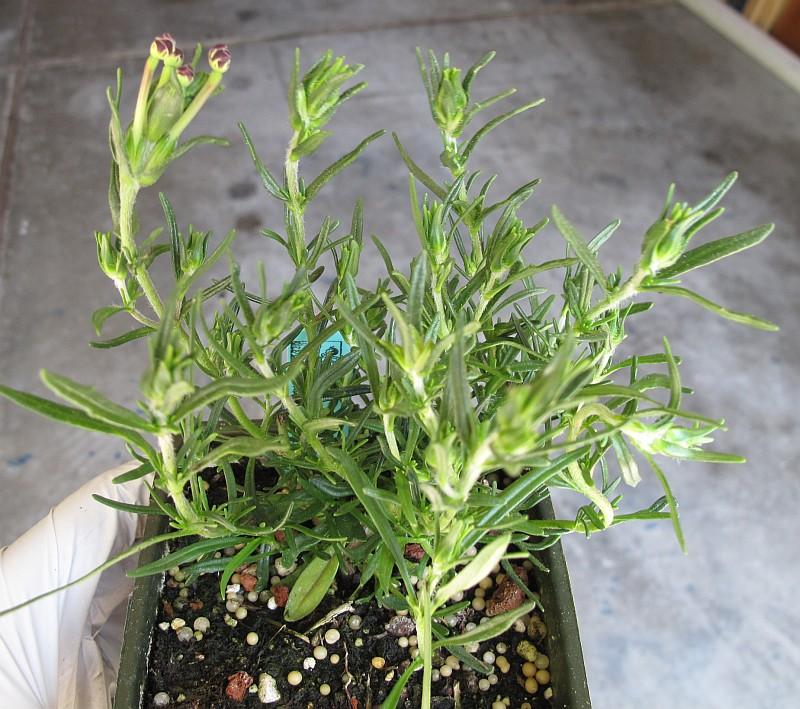 Zaluzianskya capensis