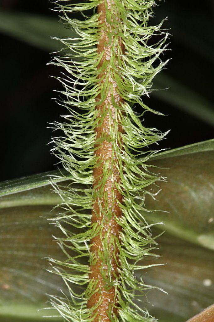 Philodendron verrucosum