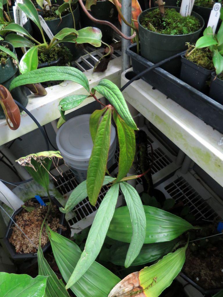Anthurium cutucuense