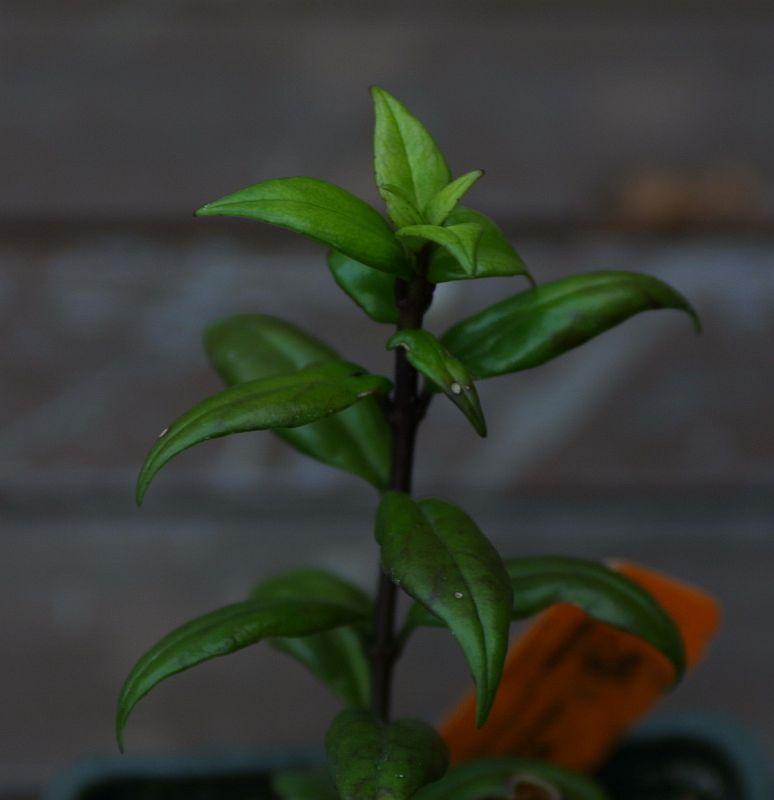 Aeschynanthus garrettii