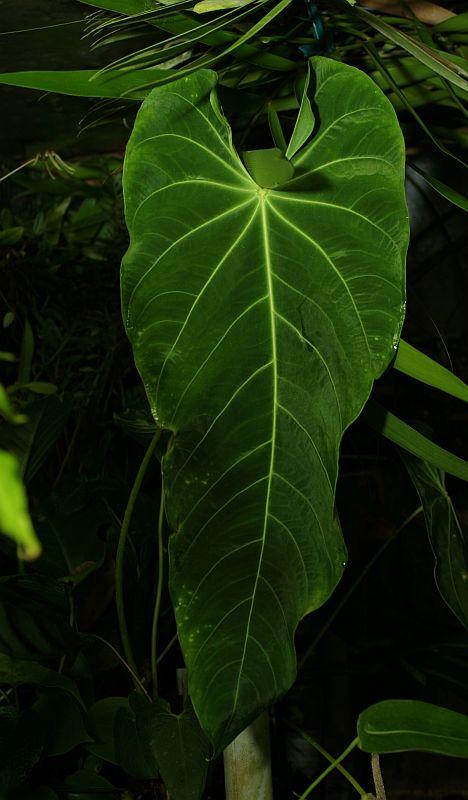 Anthurium angamarcanum