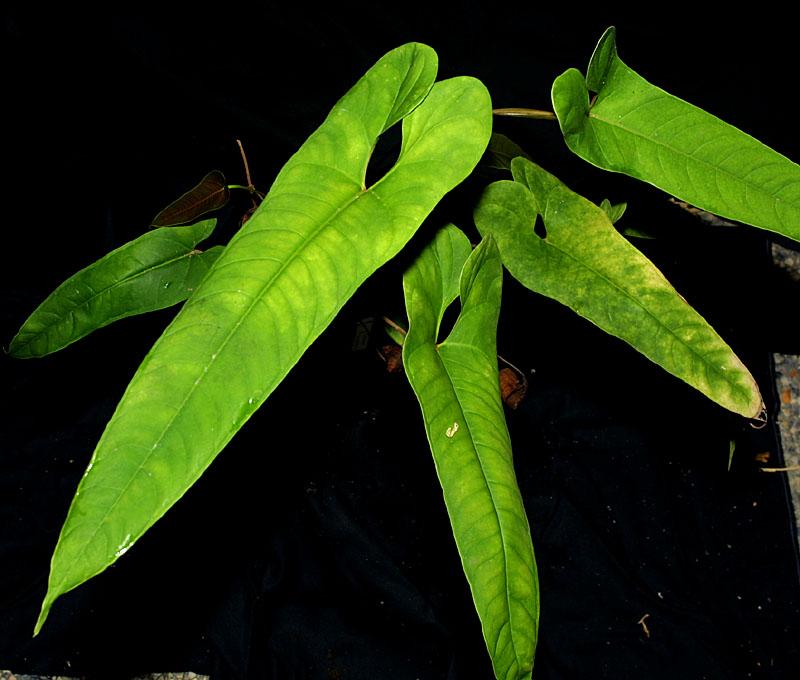 Anthurium flavolineatum