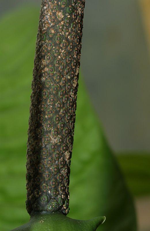 Anthurium reflexinervum