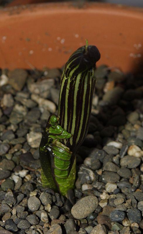 Arisaema griffithii var. pradhani