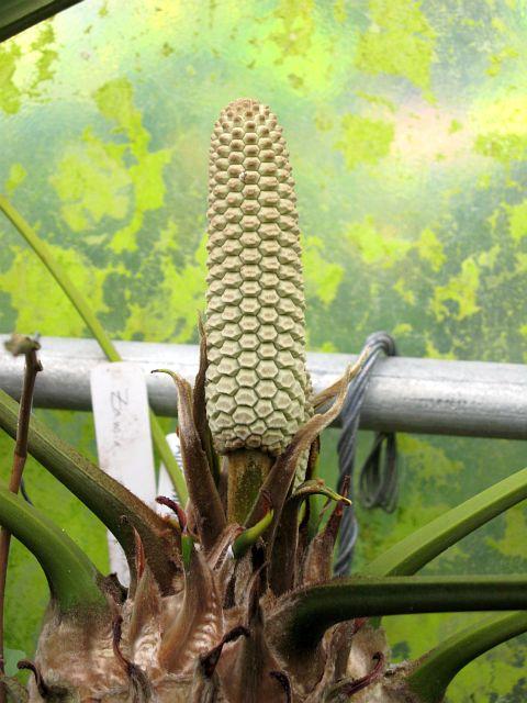Zamia pseudoparasitica