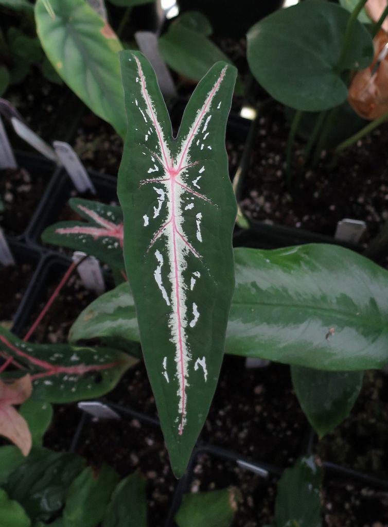 Caladium picturatum