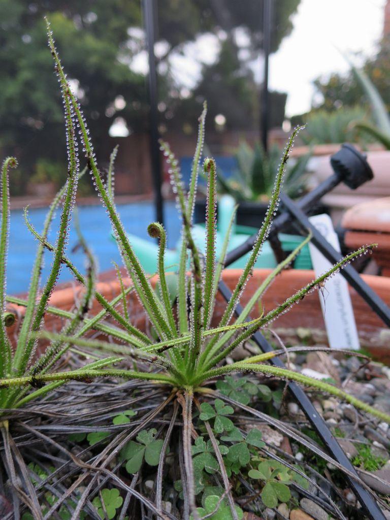 Drosophyllum lusitanicum
