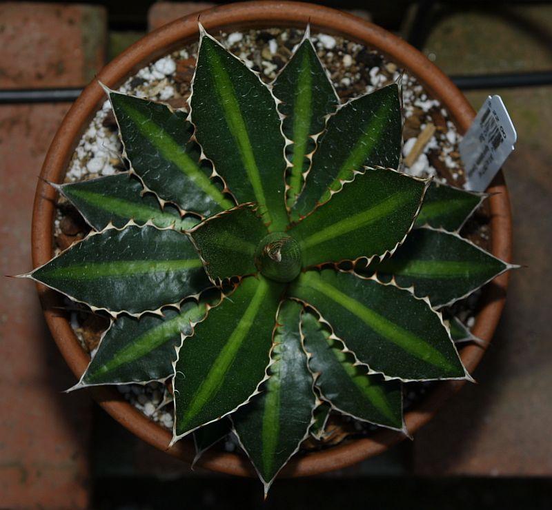 Agave lophantha Splendida