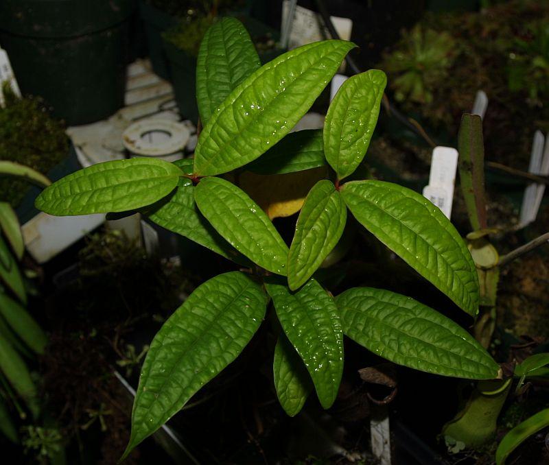 Anthurium arisaemoides