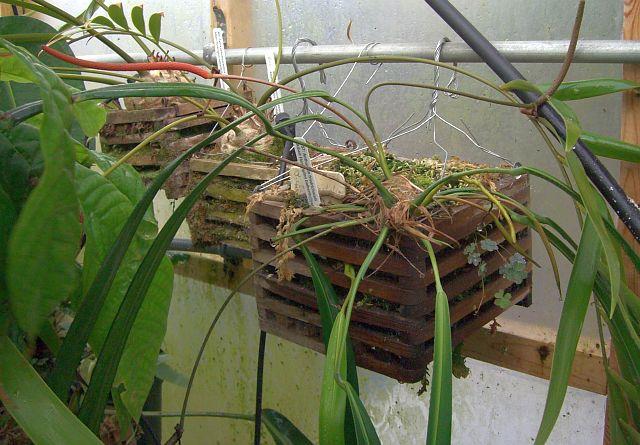 Anthurium friedrichsthalii
