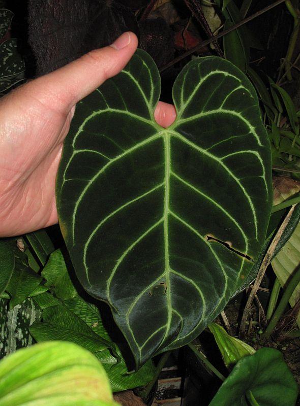 Anthurium regale