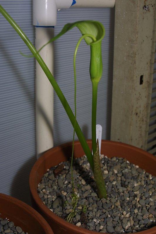 Arisaema intermedium