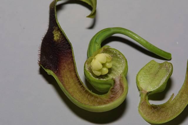 Aristolochia debilis