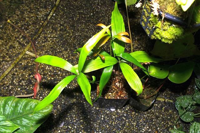 Zamia roezlii
