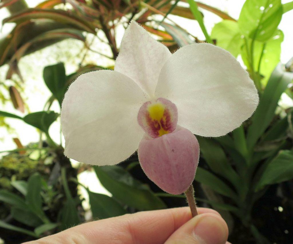 Paphiopedilum delenatii