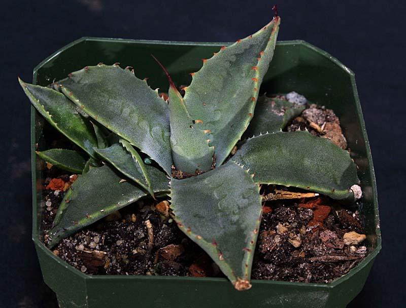 Agave parryi var. cousei