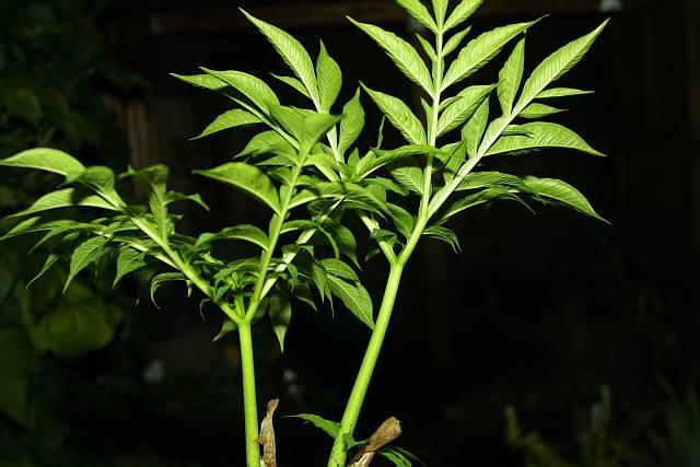 Amorphophallus albus