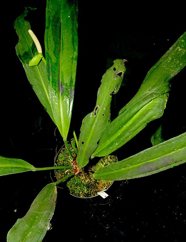 Anthurium bakeri