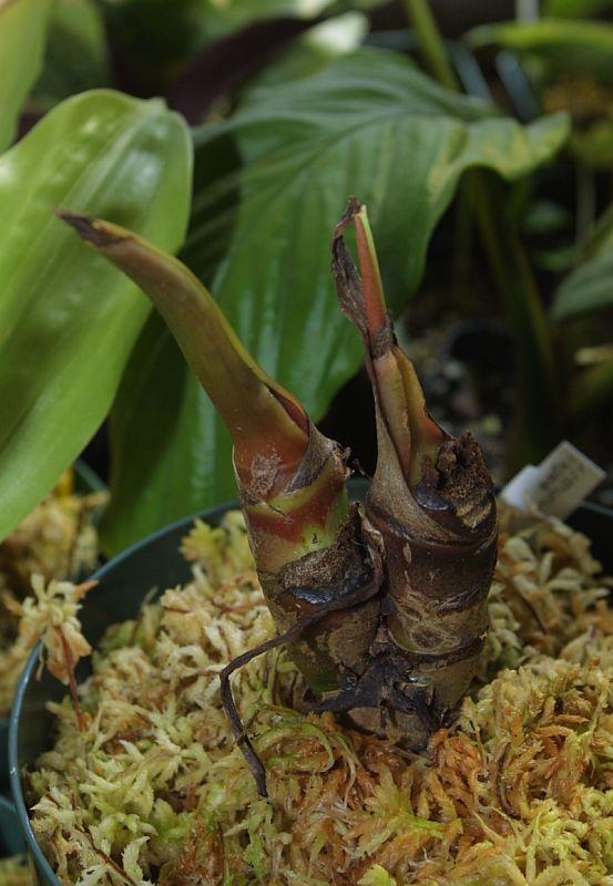 Anthurium regale